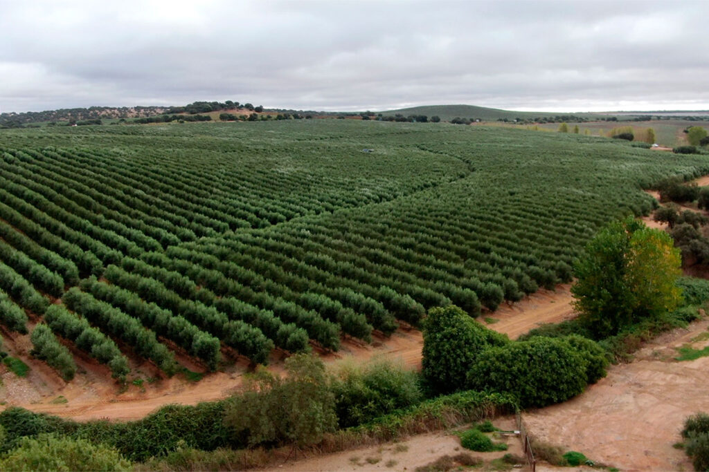 plantación de olivos