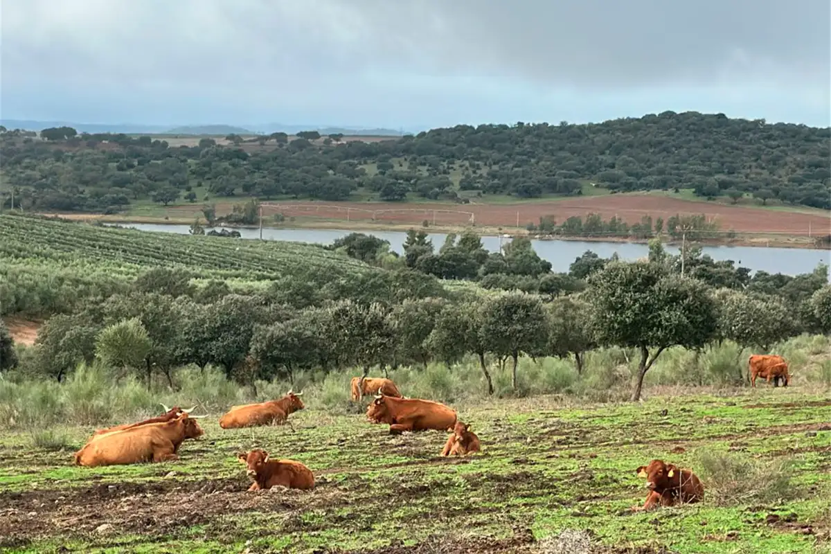 Ganado descansando en el campo