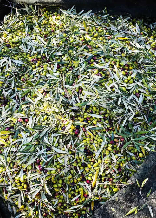 Aceitunas a granel