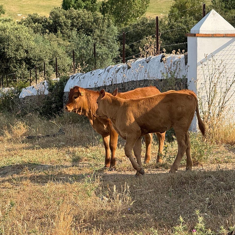 terneros en el campo